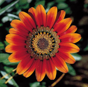 Meet your Posher, Polina